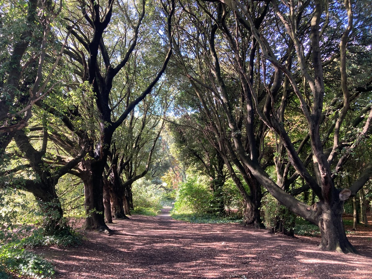 The Village: Dublin's Best Park, Farmers Market & A Beach Walk